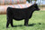 HOLTKAMP Change is Coming heifer sold at Reitzenstein Cattle in fall 2024 for $9,250 HOLTKAMP Change is Coming heifer sold at Reitzenstein Cattle in fall 2024 for $9,250