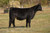 Holtkamp CLAC Change is Coming heifer sold at Norris Cattle Co in fall 2024 Holtkamp CLAC Change is Coming heifer sold at Norris Cattle Co in fall 2024