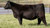 HOLTKAMP Change is Coming bred heifer sold at Holtkamp Cattle Company in fall 2024 for $10,000 HOLTKAMP Change is Coming bred heifer sold at Holtkamp Cattle Company in fall 2024 for $10,000