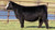 HOLTKAMP Change is Coming heifer sold at Holtkamp Cattle Co in fall 2024 for $13,000 HOLTKAMP Change is Coming heifer sold at Holtkamp Cattle Co in fall 2024 for $13,000