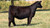 Holtkamp CLAC Change is Coming heifer sold at Fout Show Cattle in fall 2025 for $28,000 Holtkamp CLAC Change is Coming heifer sold at Fout Show Cattle in fall 2025 for $28,000