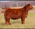 Against the Odds heifer sold at Walsh Cattle in fall 2025 for $6,750