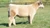 Shack Attack steer sold at Staley Show Cattle in fall 2025