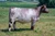 Daughter raised by Bollum Family Shorthorns