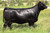 Miss Werning KP 8543U (Donor Dam)