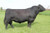 KM Broken Bow 002 (1/4cc) (Sale)