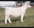 RF Elevate heifer sold at Coor Cattle in fall 2025 for $56,500 RF Elevate heifer sold at Coor Cattle in fall 2025 for $56,500