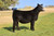 Next Level heifer sold at Rosebud Cattle in fall 2024 for $37,500