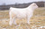 JAB EC JACK DANIELS 306(Sexed Female)