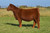 ROSE WEBR Powerglide heifer sold at Rosebud Cattle in fall 2025 for $20,500