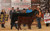 3rd Over Champion Shorthorn Plus 2020 Junior Nationals calf by KANE Captain