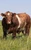 Byland Cash - sire of JSF Balance