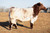 CCFARM KNIGHT VISION