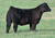 BBR Made Man heifer sold at Caffee Ranch in fall 2025 for $9,500