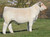 BOY Cajun 010J (Sexed Female)
