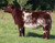 FSF Perfection heifer sold at Ruble & Brule in fall 2024 for $19,500