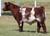FSF Perfection steer sold at RJ Cattle Company in fall 2024 for $21,000