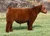 FSF Kool Aid steer sold at Matt Lautner Cattle in fall 2025
