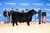 C-D Lionheart 3746
Champion Percentage Bull 2025 Canadian Western Agribition