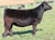 Heifer at Henning Farms, WI Heifer at Henning Farms, WI