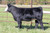 KSU Bald Eagle X WS Stepping Stone Spring 2021 heifer
