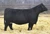 Dam: WS MISS SUGAR C4