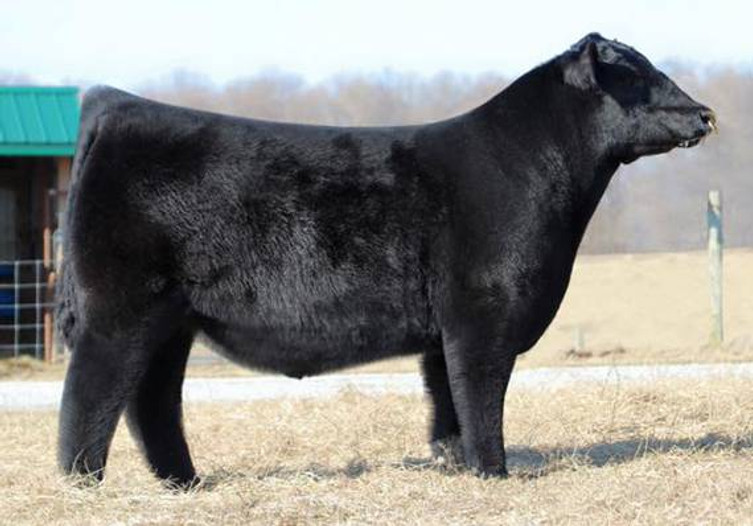 SCC SCH 24 Karat 838 • Cattle Visions • Premier Multi-Breed