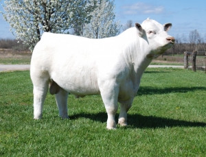 Big Creek Game Changer 192 PET