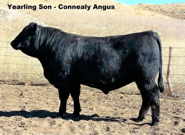 Connealy Commerce Connealy Armory • Cattle Visions • Premier Multi-Breed Online Semen ...