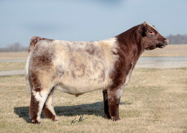 Compton's How It's Done(Heifer Plus)