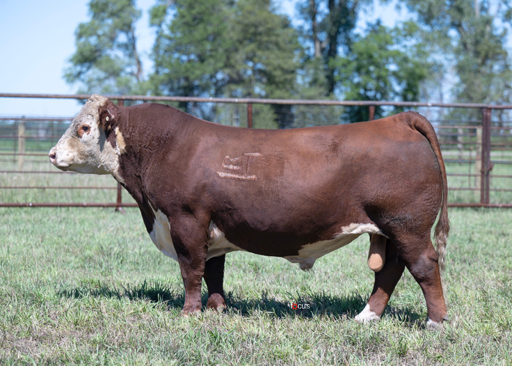 RST Final Print 0016 (1/4cc)