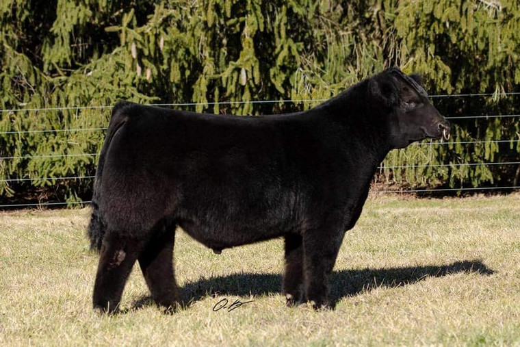 Candy Man Can(Female Sexed)