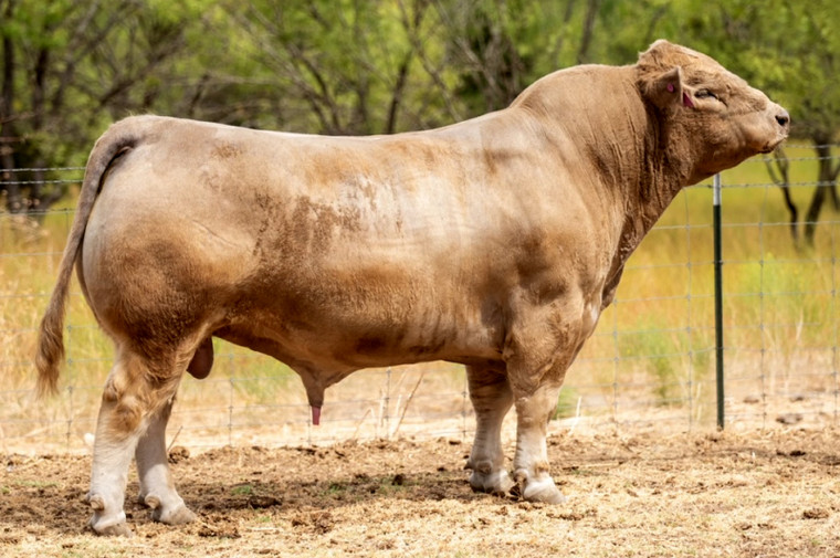 BIE Hondo(Bull Plus)