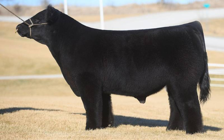 FU 805 • Cattle Visions • Premier Multi-Breed Online Semen Distributor