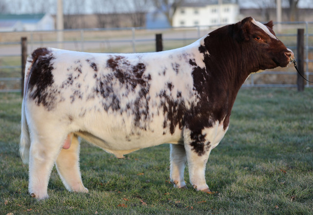HC NORTH OF 49 55G • Cattle Visions • Premier Multi-Breed Online
