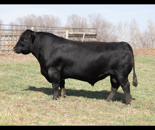 HOOKS GALILEO 210G • Cattle Visions • Premier MultiBreed Online Semen