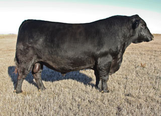 Jindra Double Vision (sale)