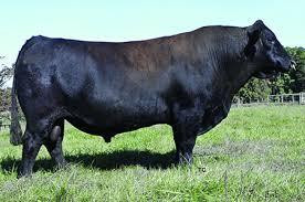 KCF Bennett Fortress (sale)