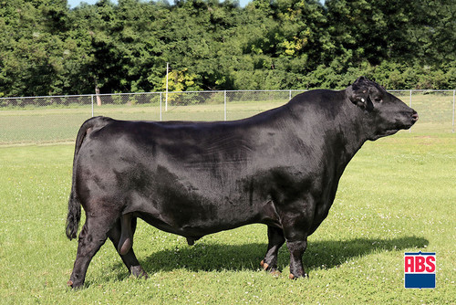 Musgrave Mediator (sale)