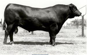 PS High Pockets (DD Carrier) (sale)