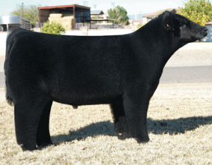 Trading Favors (sale)