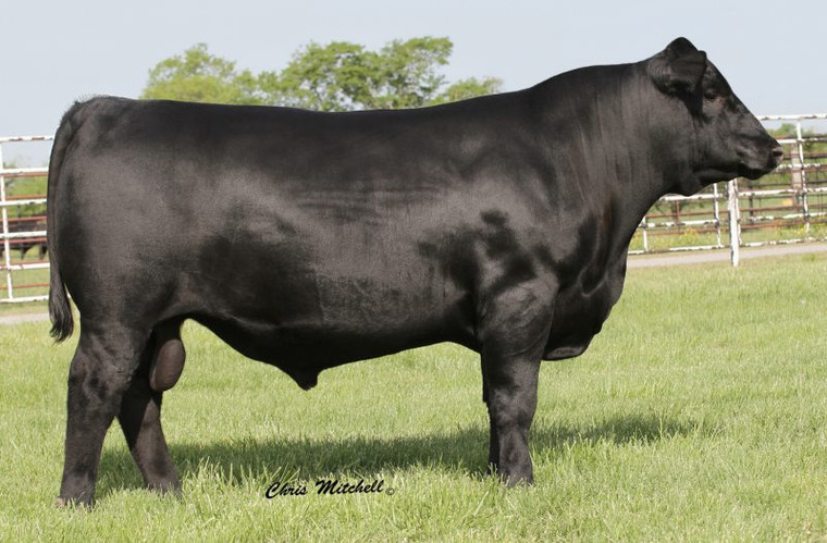 Deer Valley All In (sale)