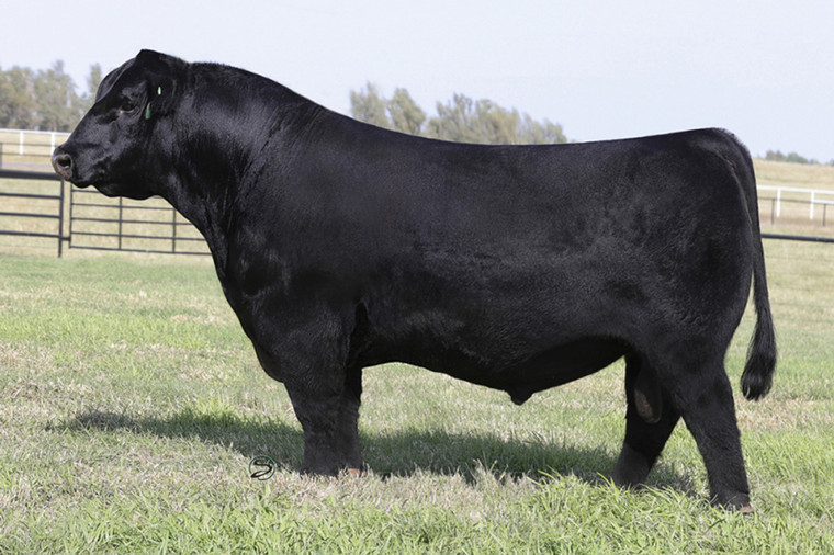 BRDG Mahogany Prime 904B (Female Sexed)