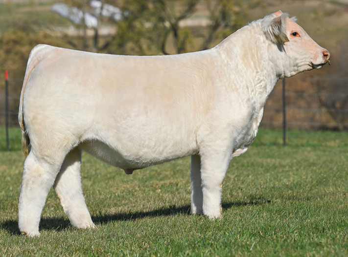 BOY Cajun 010J (Sexed Female)