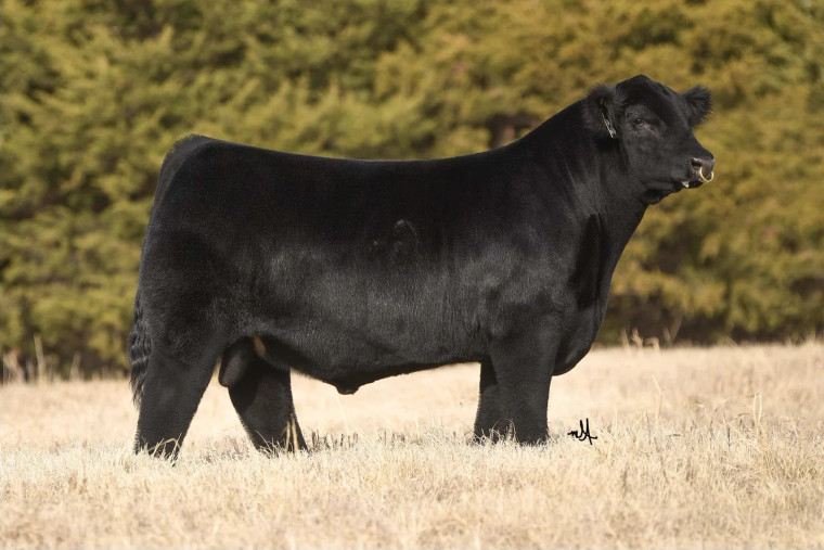 GCC Belmont ET (SEXED)