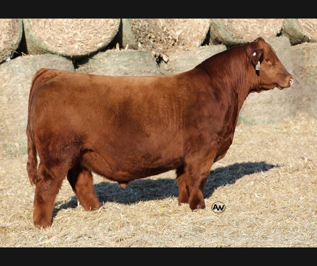 KLER DFS1 Majority Rules