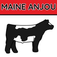 Maine Anjou