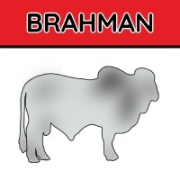BRAHMAN
