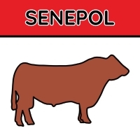 Senepol