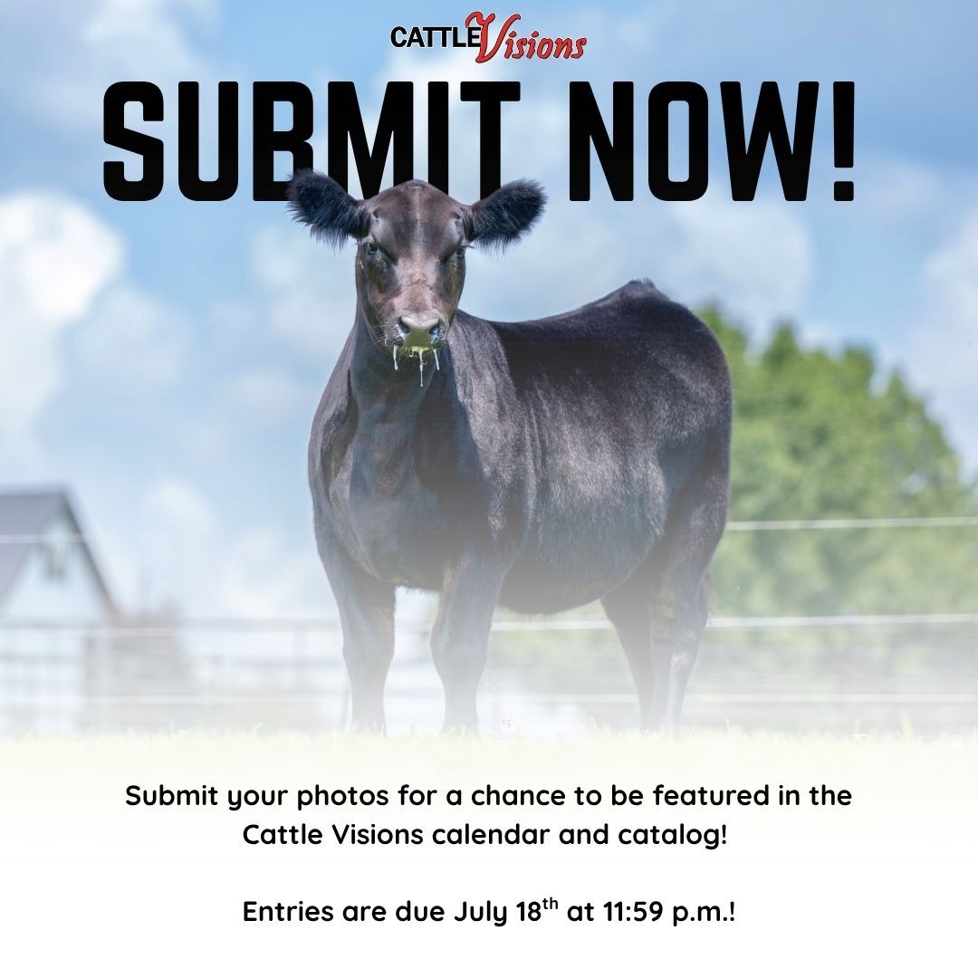 2026 Cattle Visions Photo Contest